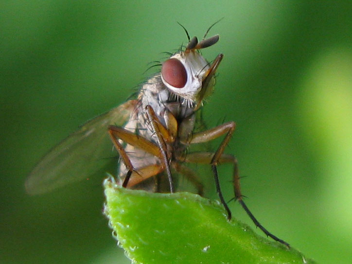 Tachinidae cf. Siphona sp.